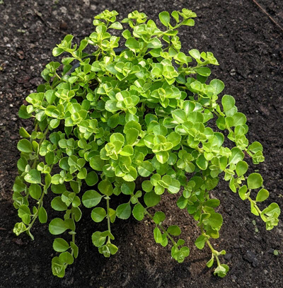 4" Pilea Baby Tears